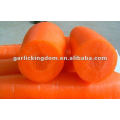 Zanahoria fresca de la venta caliente de la venta